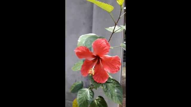 Red Hibiscus Flower From Rooftop Garden - Rooftop Flower Garden смотреть онлайн