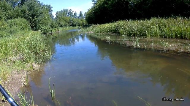 Рыбалка в проводку на майского жука в июле на реке. Голавлю что-то не нравится. Поменялись вкусы? смотреть онлайн