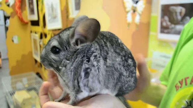 Шиншилла смотреть онлайн