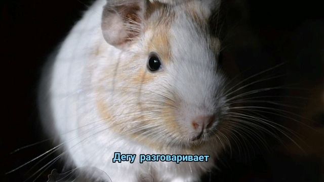 Звуки дегу. Часть 4. Дегу разговаривает. смотреть онлайн