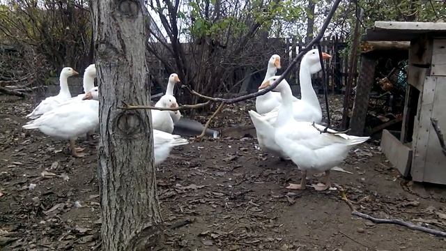 ДАТСКИЙ ЛЕГАРТ.ОБЗОР ПОРОДЫ. ЧТО ЭТО ЗА ГУСИ? МОЙ ОПЫТ27 жовтня 2019 р. смотреть онлайн