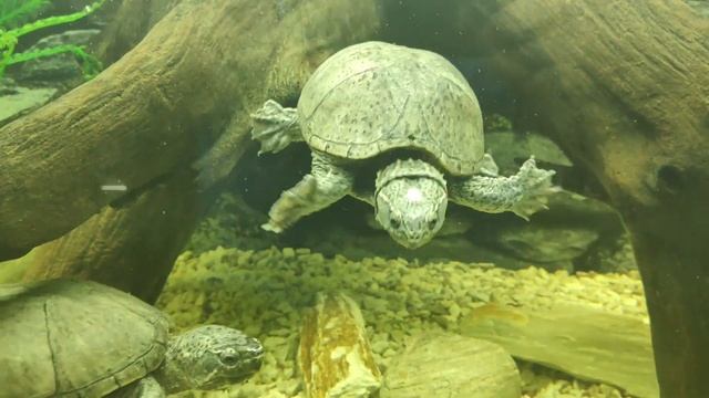 Черепахи з усього світу. Відео для дітей про черепах смотреть онлайн