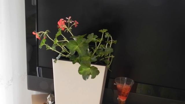 ВЫРАЩИВАНИЕ ГЕРАНИ 2 ЧАСТЬ : ЛЕЧЕНИЕ ПЕЛАРГОНИИ #БОЛЕЗНИ_ПЕЛАРГОНИИ #PELARGONIUM #oldenburgru#46 смотреть онлайн