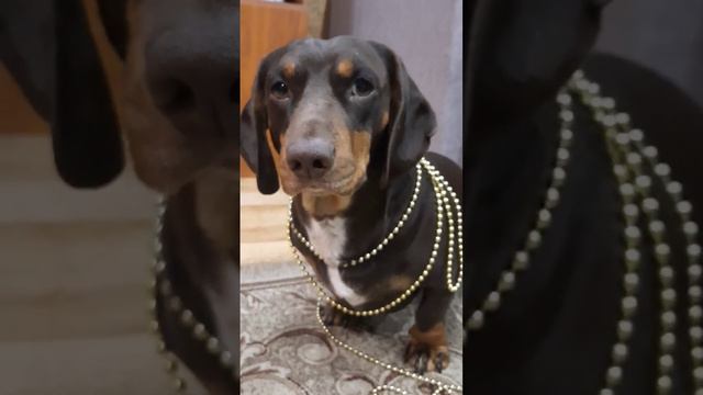 я русский ... #рекомендации #приколы #весело живём #dog #юмор #shortvideo смотреть онлайн
