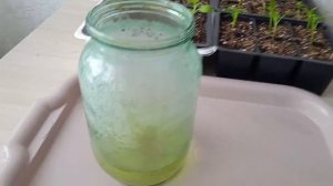 Как и когда подкармливаю рассаду перцев и баклажан вытяжкой из древесной золы  #рассада#перец#ютуб