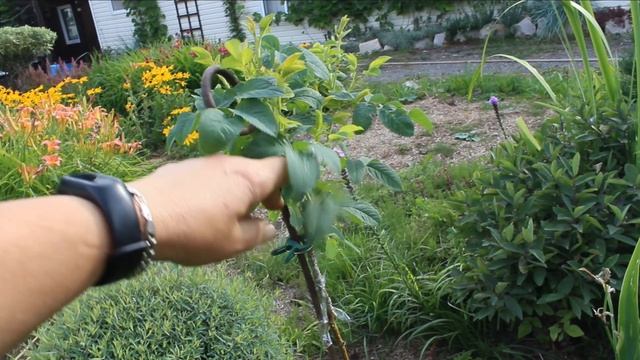 Штамбовая роза своими руками? Прививка, день 1-7. Прокалываю плёнку. Прививка на тонкий штамб. смотреть онлайн