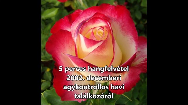 Ha én rózsa volnék - Cover: Bródy János смотреть онлайн