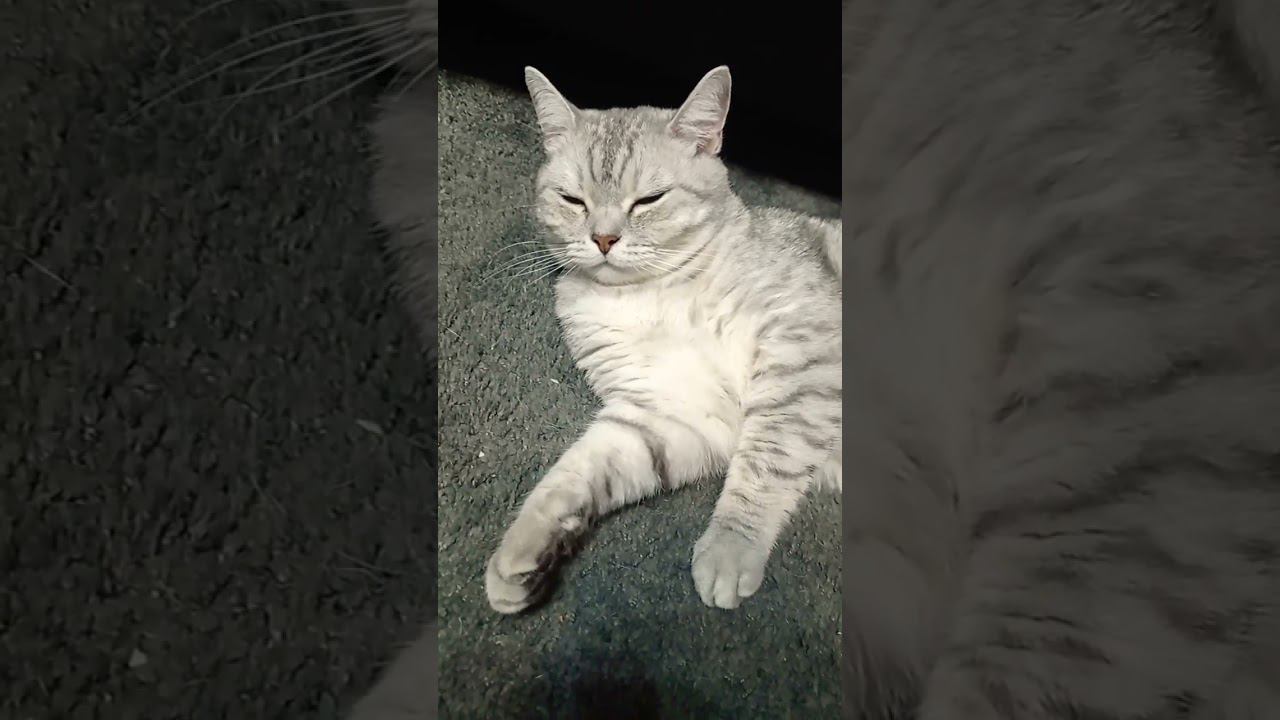 Любите котиков? #Shorts смотреть онлайн