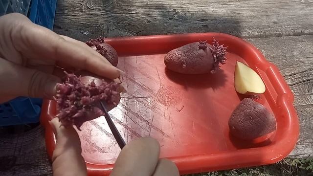 Посадка картошки для раннего урожая. Мой опыт. смотреть онлайн