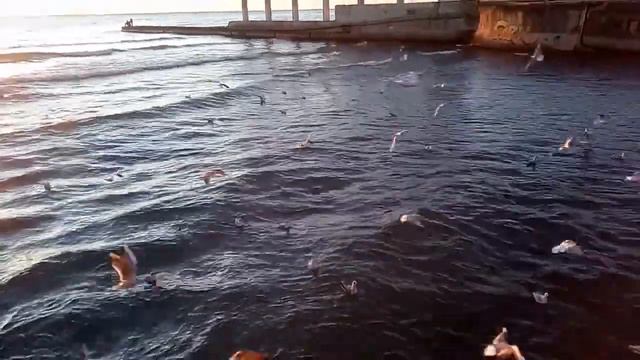 Хоста, Сочи Чайки любят хлеб))) Река Хоста - Черное море смотреть онлайн