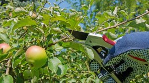 Всё о летней обрезке.