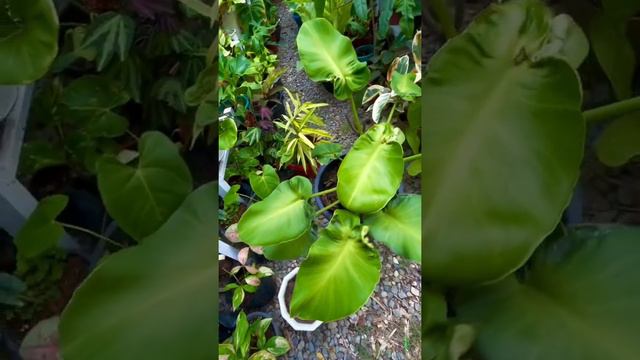 Philodendron Rogosum Aberrant Form смотреть онлайн