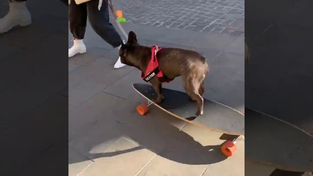 French Bulldog riding a skateboard /Декси на Скейтборде смотреть онлайн