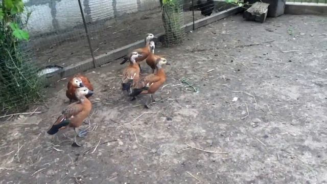 утка огарь +380970203824 смотреть онлайн
