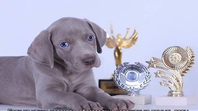 Веймарская легавая собака: описание породы смотреть онлайн