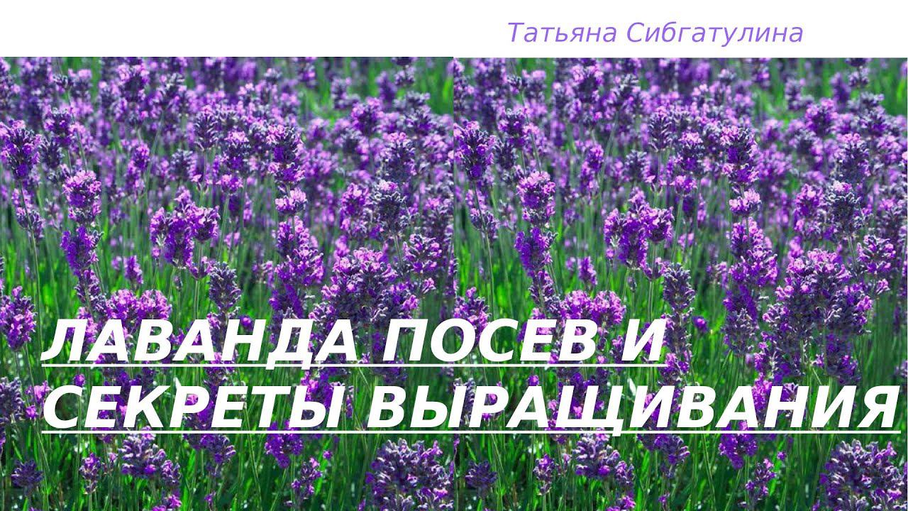 Лаванда. Посев и секреты выращивания. смотреть онлайн