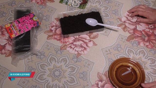 Посев цветов в феврале - лаванда, сурфиния, брахикома смотреть онлайн