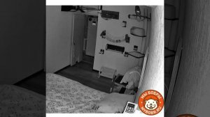 Тайная жизнь домашних животных-3