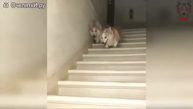 Синхронный спуск с лестницы смотреть онлайн