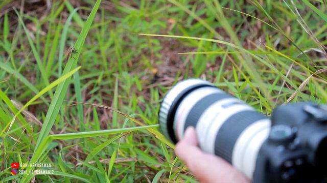 TEKNIK FOTOGRAFI MAKRO DENGAN LENSA TELE - NiSi Filter Close-Up Lens Kit смотреть онлайн