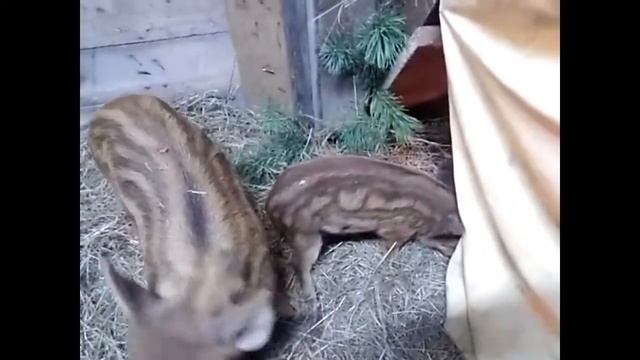 поросята Кармал смотреть онлайн