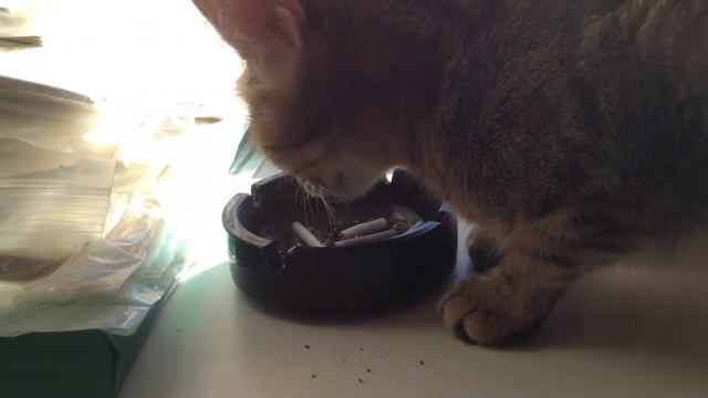 Пыля ест пепел :)