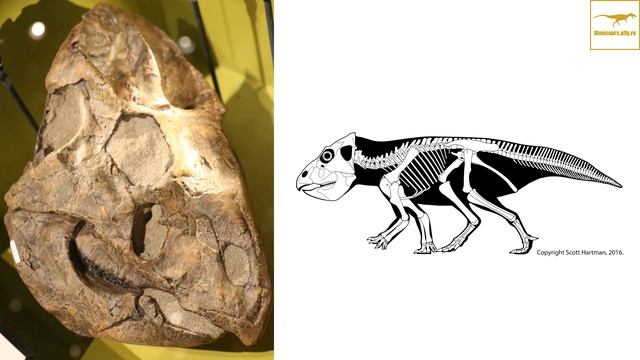 Лептоцератопс — Динозавры смотреть онлайн