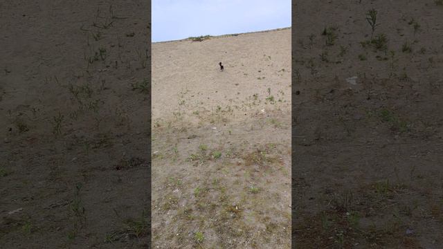 Бивер йорк рокки #funny #puppy #dog #cute смотреть онлайн