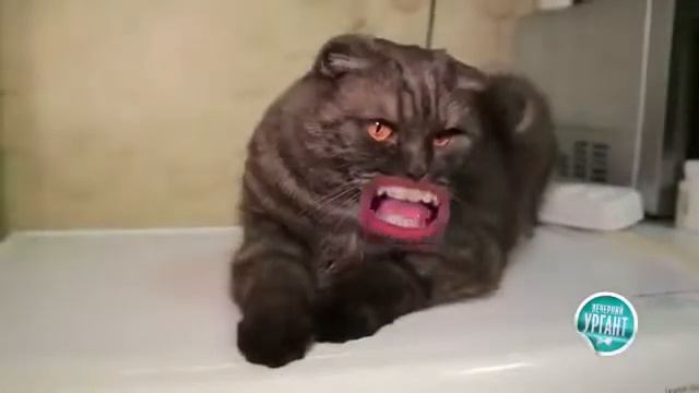 Смешные животные Поющий кот смотреть онлайн