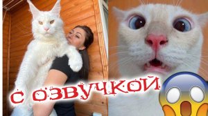 ПРИКОЛЫ С КОТАМИ! с озвучкой! Смешное видео с котами и собаками! Смешные животные!