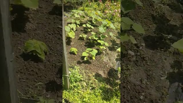 Павловния разных видов смотреть онлайн