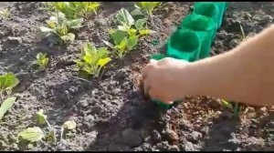 БОРДЮР КЛУМБА ИЗ ПЛАСТИКОВЫХ БУТЫЛОК. ПОДЕЛКИ СВОИМИ РУКАМИ ДЛЯ САДА И ДАЧИ.