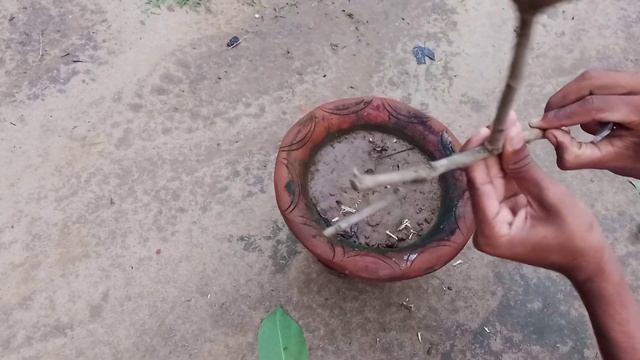 Java Plum Tree Growing Fast With Banana Fruit, How To Propagate Java Plum Tree смотреть онлайн