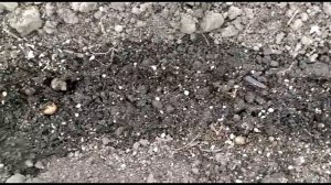 Ранняя редиска. Как получить хороший урожай!!