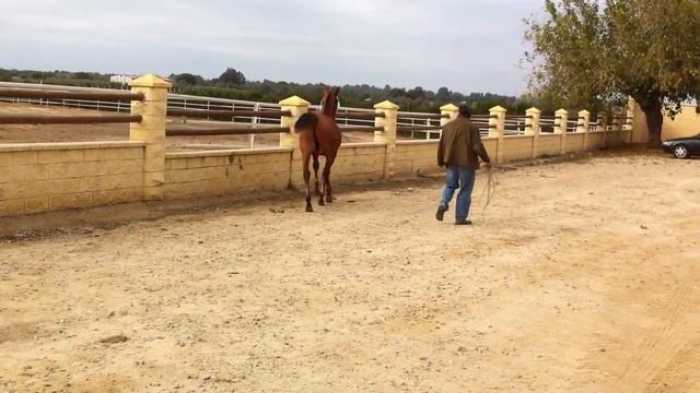 Flotador potro Hispano-árabe ganadería Cristobal Muñoz Lopez смотреть онлайн