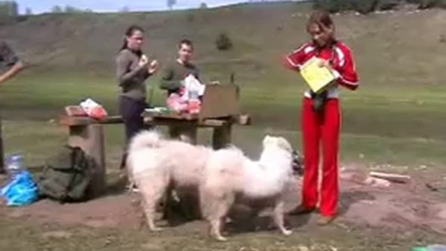 песня о собаке смотреть онлайн