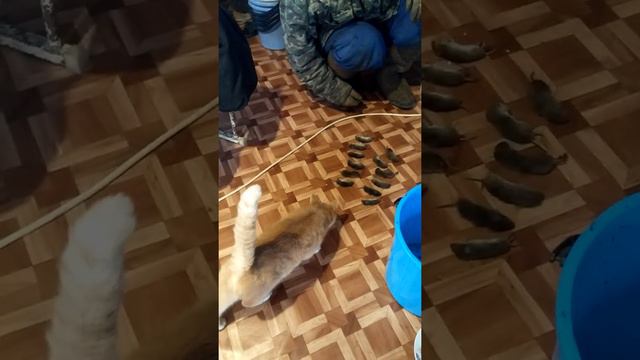 Урожай мышей или как надо откармливать домашних питомцев! смотреть онлайн