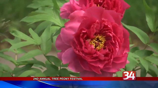 Tree Peony Festival and Renaissance смотреть онлайн
