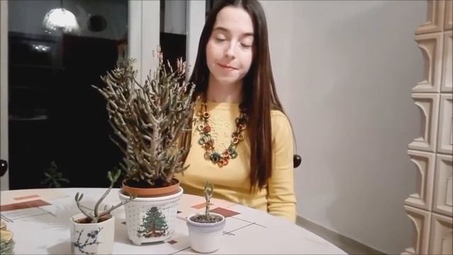 Növénybemutató 11# Tylecodon buchholzianus смотреть онлайн