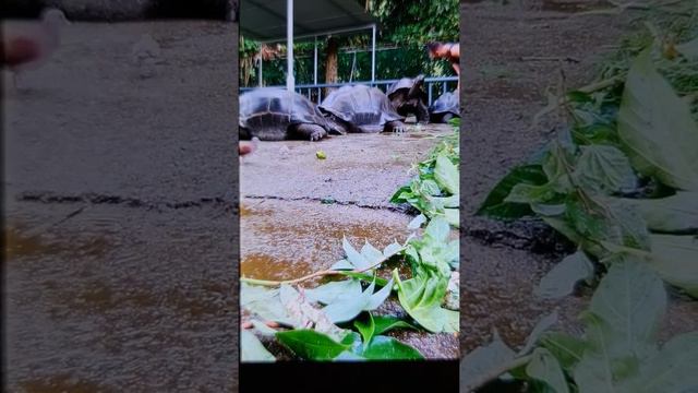 Моя встреча с Сейшельскими Черепахами❤🍉🌺🌼🌹 смотреть онлайн