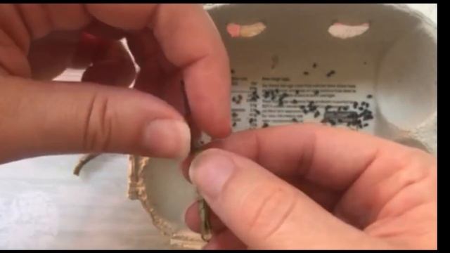 Seed Collection - Aquilegia Vulgaris смотреть онлайн