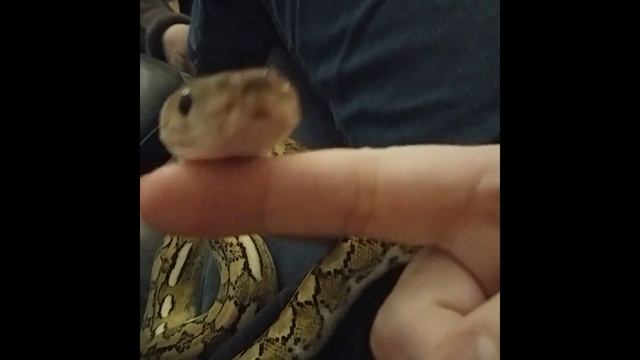 Super Dwarf Reticulated Python (68.75 SD Retic, Fire/Platinum, Tiger, het Purple Albino) смотреть онлайн