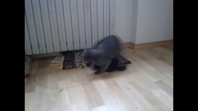 зажигательный танец кошки и котенка смотреть онлайн