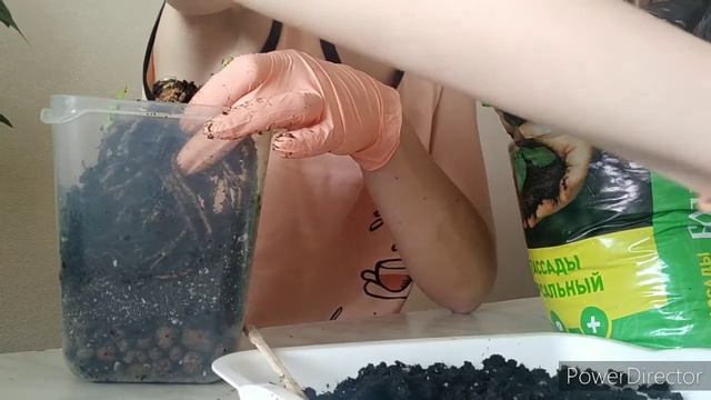 Повторная посадка ириса Блэк Вотч (моя первая ошибка). смотреть онлайн