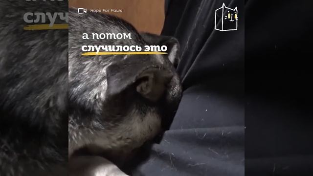 Как избавить от страха собаку? смотреть онлайн