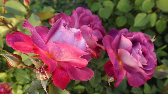 Роза Дьяблес де Мэр - настоящий шедевр. Цветёт в течение всего лета. Это один из лучших сортов! смотреть онлайн