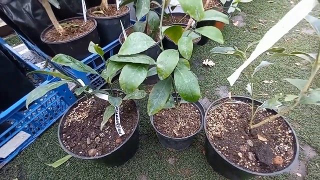 Цитрусов много не бывает. Новинки. Опунция. смотреть онлайн