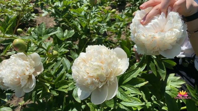 Прекрасные пионы для вашего сада. Часть 4 / Сад Ворошиловой
