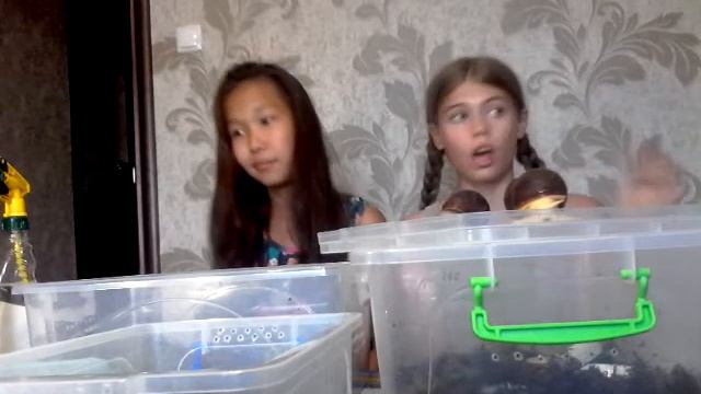 Какие виды улиток бывают смотреть онлайн