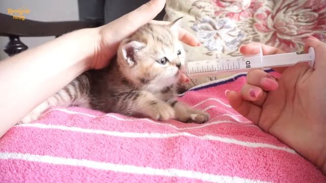 Rescue kittens care in 3 steps - feeding, pooping, keeping warm ? смотреть онлайн